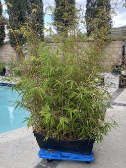 Beautiful Bamboo Trees In Horizontal Pot For Decoration