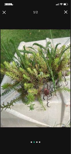 Sedum/succulent Collection In Bamboo Pot