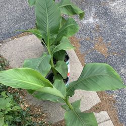 Banana Tree Plants!! $30 Each!! 