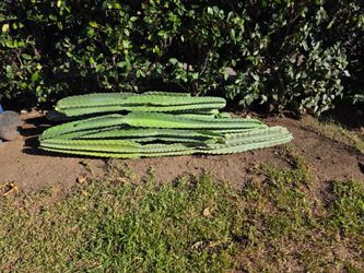 Cactus for free