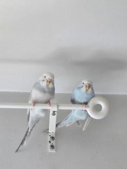 Free parakeets