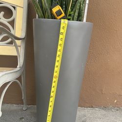 Snake Plants And Base . 