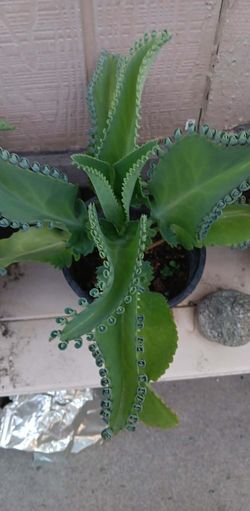 Plantas de kalanchoe