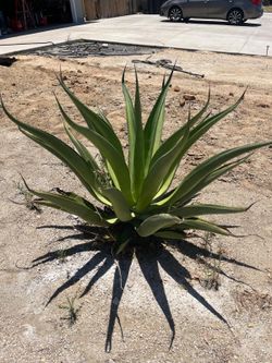 FREE Agave Plants – You Dig & Haul