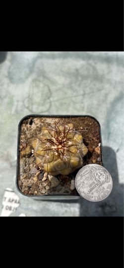 Copiapoa