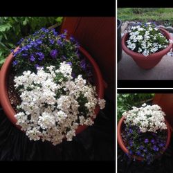 Mix Perennial Plants in large new pot