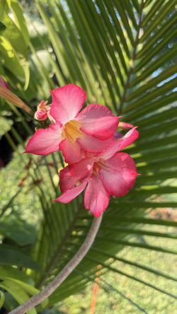 Blooming Pink Desert Rose 🌸 80cm Tall | Thick Trunk | Healthy & Beautiful