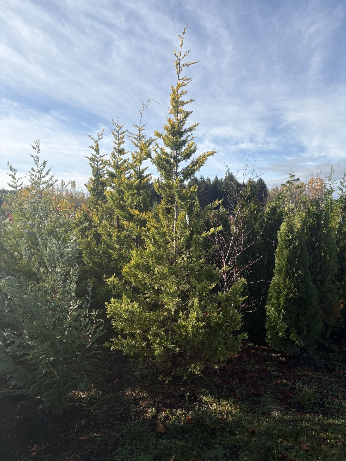Golden Cypress Trees