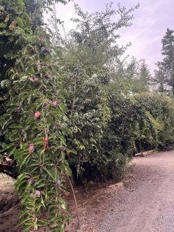 Free Prunes And Pears