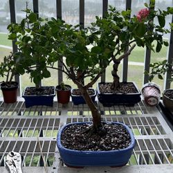  Crape Myrtle Bonsai