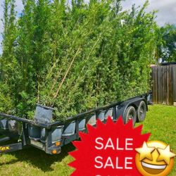 podocarpus  over 7 feet tall Instant Privacy Hedge For Fence Green Full Ready for planting over 25 qty +