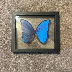 Framed Butterfly