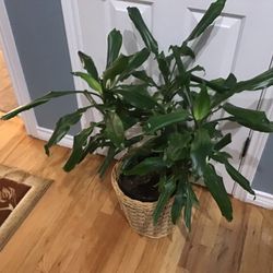 Plant