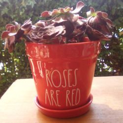 Rae Dun Flower Pot With Plant