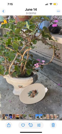 Cute little container!garden Plantsdecor