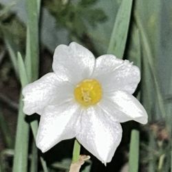 Daffodil Bulbs With Some Summer Snowflake Mix In