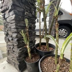 3 Recently Trimmed Dracaena
