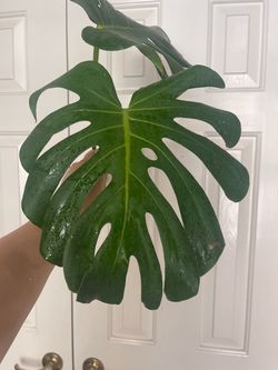 Monstera Deliciosa plant CUTTING- rooted