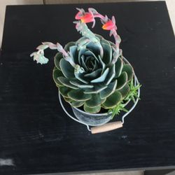 Different Succulent Plants Blossoming In Tin Pot
