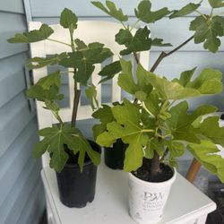 fig tree plants