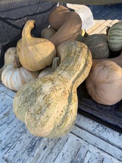 Calabazas para dulce. Diferentes precios