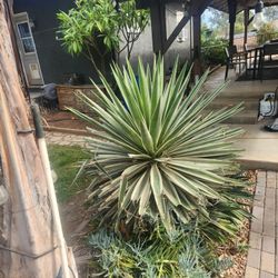 Free PLANT - YOU DIG IT UP THOUGH