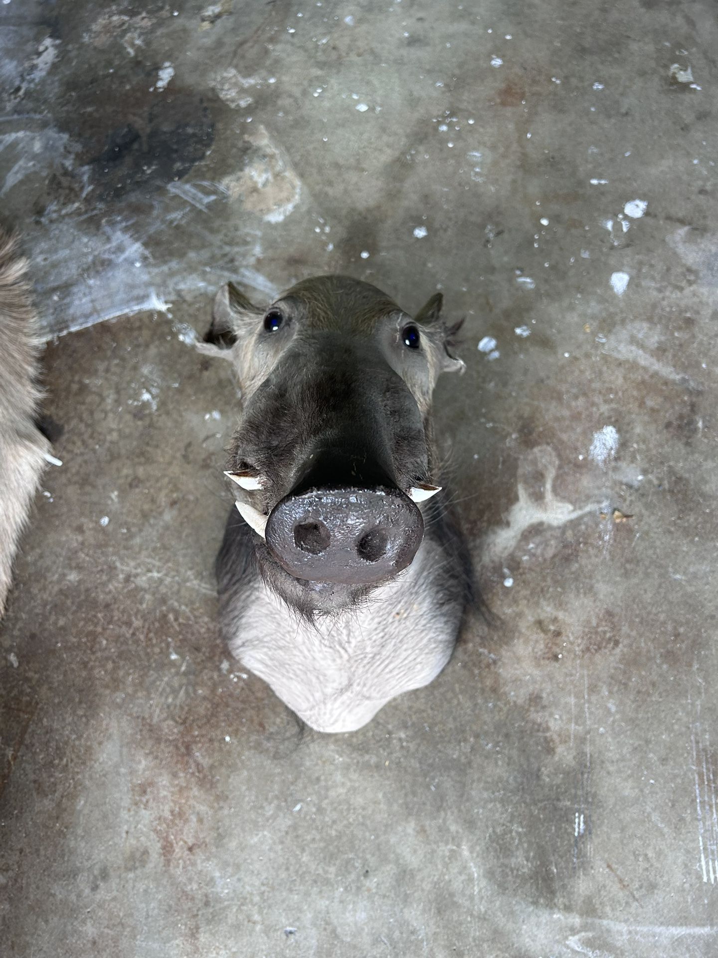 South African Wild Boar Shoulder Mount Taxidermy Real Hog Head Decor