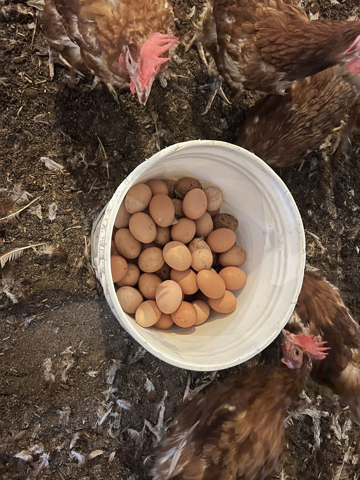 Organic Chicken