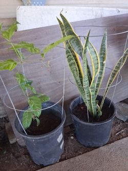 Snake Plant