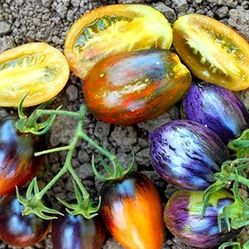 Brads Atomic Grape Plant 1gal