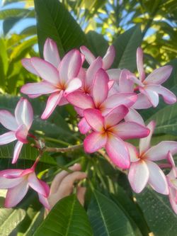 Plumerias cutting  $15 y $20