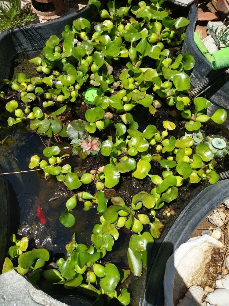 Water Hyacinth Pond Plant