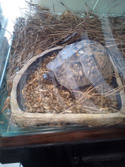 Nice cage