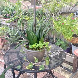 House Plant Sale - Snake Plant (Sansevieria Trifasciata) + Ivey (Large)