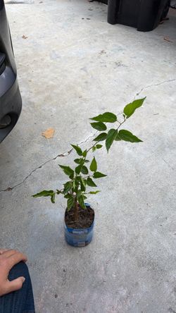 Black Mulberry tree