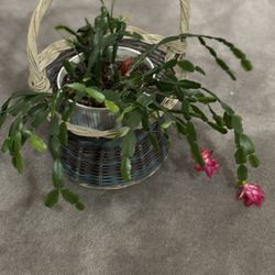 A Christmas Cactuses In Ceramic Pot