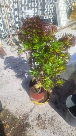Aeonium plant for sale