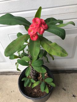 CROWN OF THE THORNS PLANT FULLY ROOTED ASKING 25 FIRM