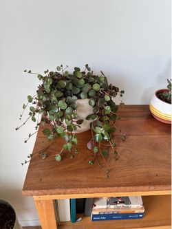 Peperomia Prostrata, aka String of Turtles.
