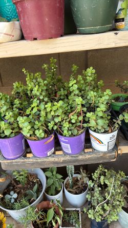 Plantas