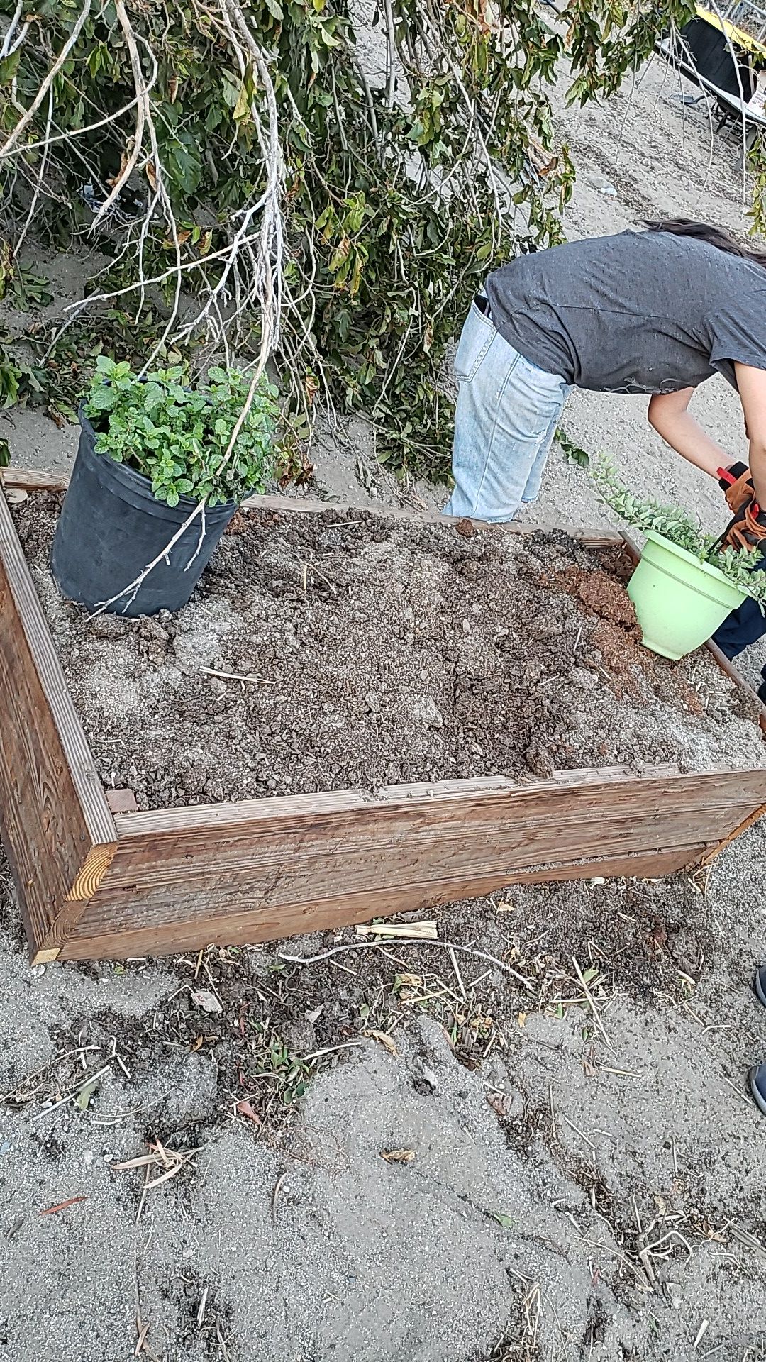 Free garden bed and compost. Must take all