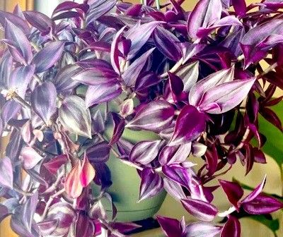 Tradescantia Zebrina Purple Plant/ Indoor Plant/ House Plant 