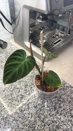 Plant Sale Philodendron Verrucosum 6”