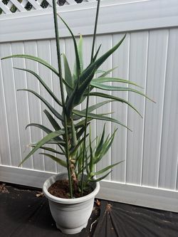 Potted Candelabra Aloe Vera plant