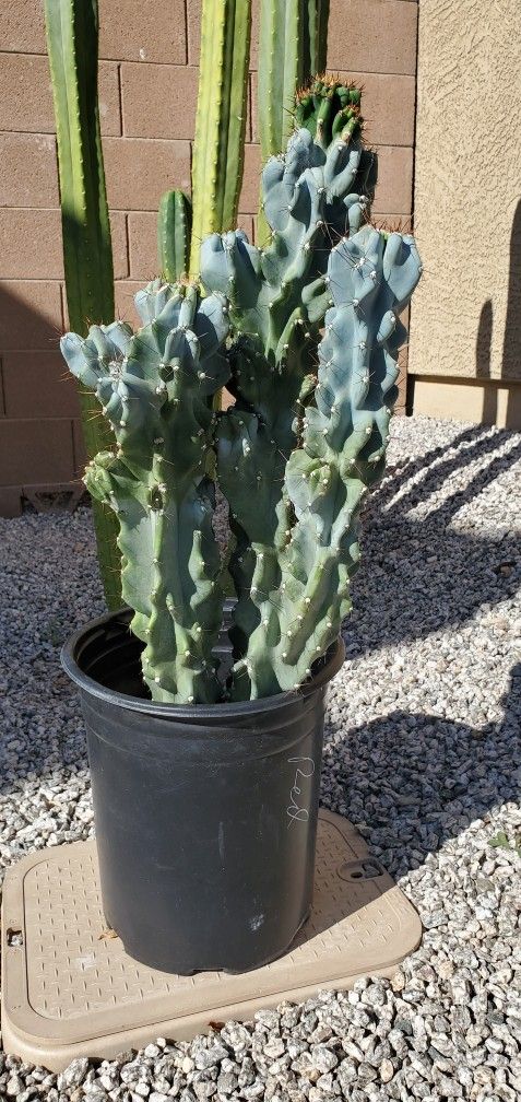 Lg. Blue Monstrose Cactus (cereus peruvianus)