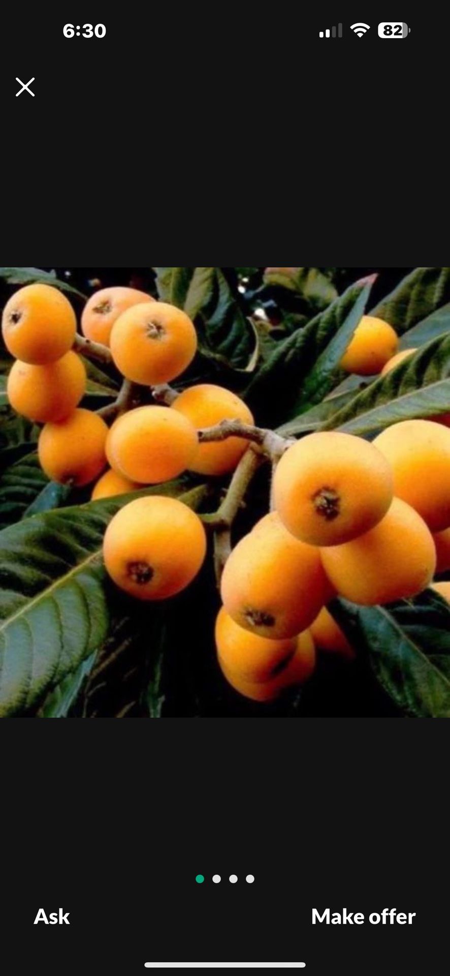 Planta De Fruta