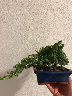 Bonsai
