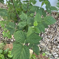 HEALTHY RASPBERRY PLANTS 🪴- Ready To Give Fruit 