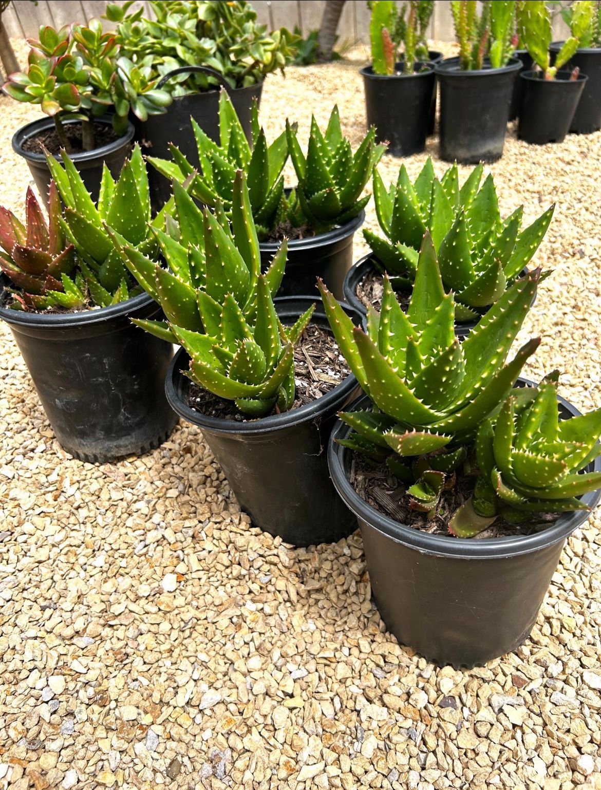 Aloe Nobilis Succulent