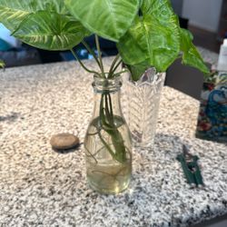 Arrowhead Cuttings